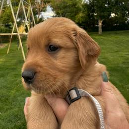 Boy 2 - male Golden Retriever puppy in Gillette, Wyoming from WyoGold Retrievers
