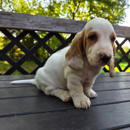 Zara - Lemon and white female Basset Hound puppy in Denison, Texas from Emma Lou's Baby Bassets