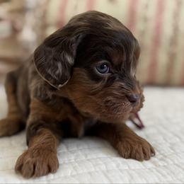 Treasure maroon collar - Chocolate female Cavapoo puppy in Beckley, West Virginia from By Design Doodles