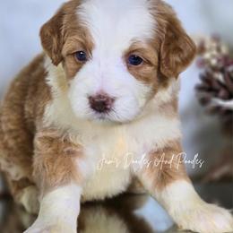 Saylor - Yellow and white female Bernedoodle puppy in Cleveland, Georgia from Jam's Doodles And Poodles