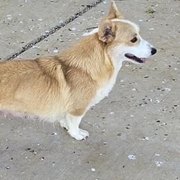Millie - Pembroke Welsh Corgi