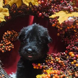 Mr Light Blue - Black male German Shepherd puppy in Newaygo, Michigan from Sterley Shepherds