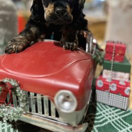 Blk N Tan boy 2 - Black and tan male Cocker Spaniel puppy in Fairview, Utah from Hidden Vallies Cocker Spaniels