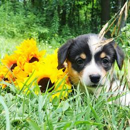 Alexander Hamilton - Black and white male American Corgi puppy in Gouverneur, New York from St. Lawrence Corgis