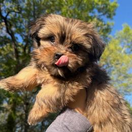 Princess Mika - Chocolate and tan female Shih Tzu puppy in Chattanooga, Tennessee from Joy-Fur Puppies