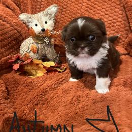 Shih Tzu Puppies from Lux Shih Tzu of New England