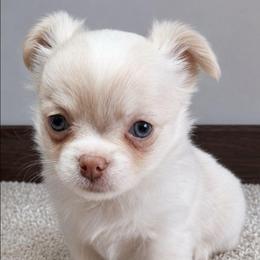 Remiel - 3,750.00 - Cream male Chihuahua puppy in Callao, Virginia from Grace & Glory Chihuahuas