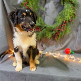 Ben - Black male Miniature American Shepherd puppy in Clinton, Missouri from Mockingbirds American Minis