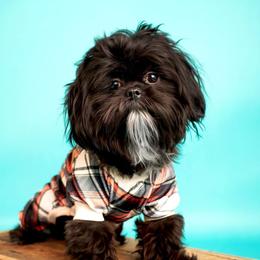 Banjo - Shichon