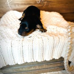 Aussiedoodle, Dachshund, and Miniature Australian Shepherd Puppies from Pretty Paws