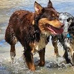 Jasper - Miniature American Shepherd
