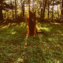 Axel - German Shepherd