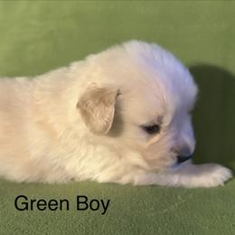 Green Boy - Golden male Golden Retriever puppy in Sarasota, Florida from Chevaline Goldens