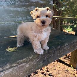 Caramello(Mello) - Wheaten male Miniature Schnauzer puppy in Clover, South Carolina from Bobo’s Babies Kennels