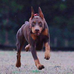 Doberman Pinschers from Ojadn Dobermans