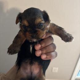 Dino - Chocolate, tan and white male Yorkshire Terrier puppy in Jacksonville, Florida from Lake Shore Yorkies