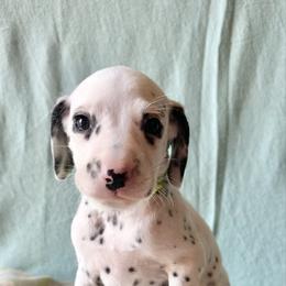 Polar - White and black female Dalmatian puppy in Travelers Rest, South Carolina from Cotton Top