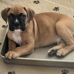 Mr Orange - Fawn male Boxer puppy in Palm Coast, Florida from Starlight Boxer Corner