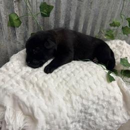 Grey Collar - Black sable male Belgian Malinois puppy in Muskegon, Michigan from Red Acres Working Line K9s
