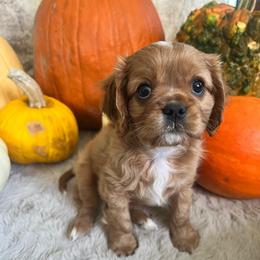 Gizmo - Ruby male Cavalier King Charles Spaniel puppy in Orrville, Ohio from Heart of a Cavalier