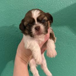 Cupid - Liver and white male Shih Tzu puppy in Stroud, Oklahoma from Laik’s Little Shihtz & Poms