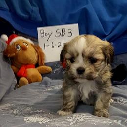 Boy S3 - Grizzle male Lhasa Apso puppy in Norman, Oklahoma from Steve's Puppies