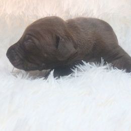 Bria - Chocolate female Great Dane puppy in Colorado Springs, Colorado from Pilot Danes