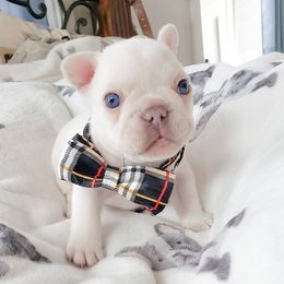 French Bulldog Puppies from PHP's Starbulls