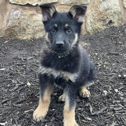 Blue - Black and tan female German Shepherd puppy in Liberty Hill, Texas from Liberty Shepherds