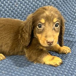 Ringo - Chocolate and tan male Dachshund puppy in Little Rock, Arkansas from Divine Doxies