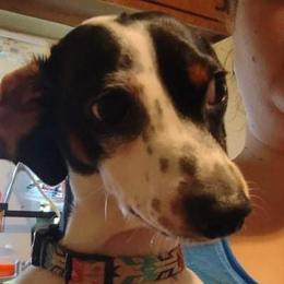 Cletus - Dachshund