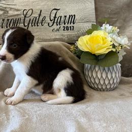 Colt - White and red male Border Collie puppy in Moody, Texas from Narrow Gate Farm