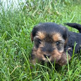 Girl 2 - Blue and gold female Yorkshire Terrier puppy in Marion, Indiana from Brandon's Yorkshire Terriers