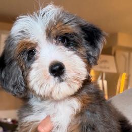 Priscilla - Tri-color female Bernedoodle puppy in Yuciapa, California from AlltheDoodlez_