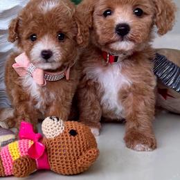MILA - Apricot female Maltipoo puppy in Sugar Land, Texas from Celebrity Maltipoos