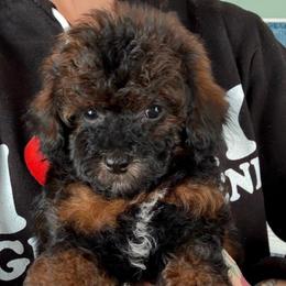 Will - Phantom male Poodle puppy in Saint Cloud, Florida from Rising Star Kennels