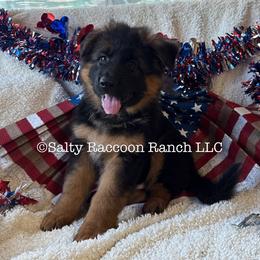 Phineas von Merryman Haus - Black and red male German Shepherd puppy in Hillsboro, Indiana from Salty Raccoon Ranch German Shepherds
