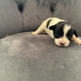 Jo - White and black male Papillon puppy in Diana, Texas from The Barking Cow Farms