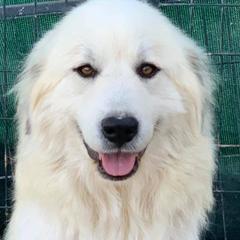 Tessa - Great Pyrenees