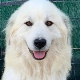 Tessa - Great Pyrenees