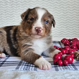 Rowdy - Red merle male Australian Shepherd puppy in Mountain Grove, Missouri from K Bar H Farms