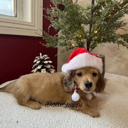Girl 3 - Cream female Dachshund puppy in Perris, California from Doxie_pupps