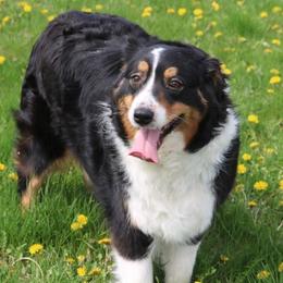 Dahlia - Australian Shepherd