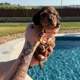 Shaded Red - Red male Dachshund puppy in Fort Worth, Texas from Honey B’s Doxies
