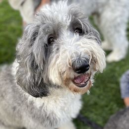 Heaven - Sheepadoodle