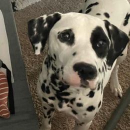 Aniyah or Journei - Dalmatian