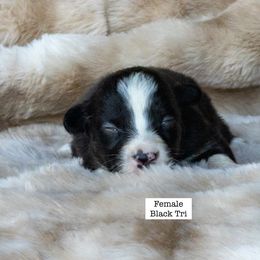 Female Black Tricolor - Black tri-color female Australian Shepherd puppy in San Mateo, California from Acheron Aussies