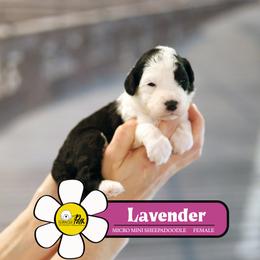 Lavender - Black and white female Sheepadoodle puppy in Cleveland, Tennessee from Narrow Path Old English & Sheepadoodles