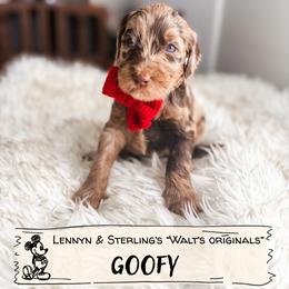 Goofy - Merle male Goldendoodle puppy in Soddy Daisy, Tennessee from The W Doods