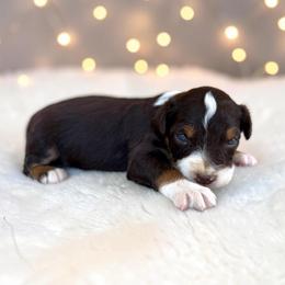 Everett - Red tri-color male Australian Shepherd puppy in Statesville, North Carolina from Charming Australian Shepherds